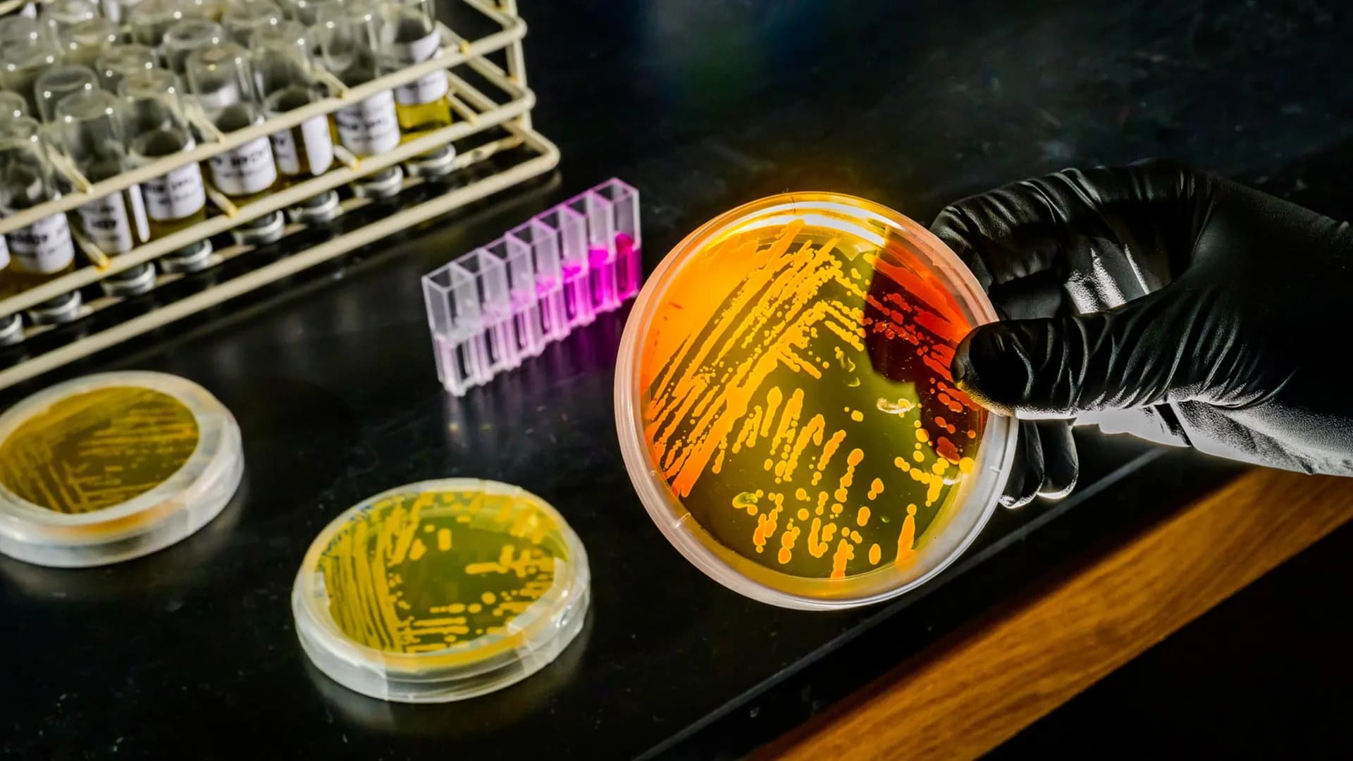 Ocean warming may supercharge a tiny microbe that controls marine nutrients