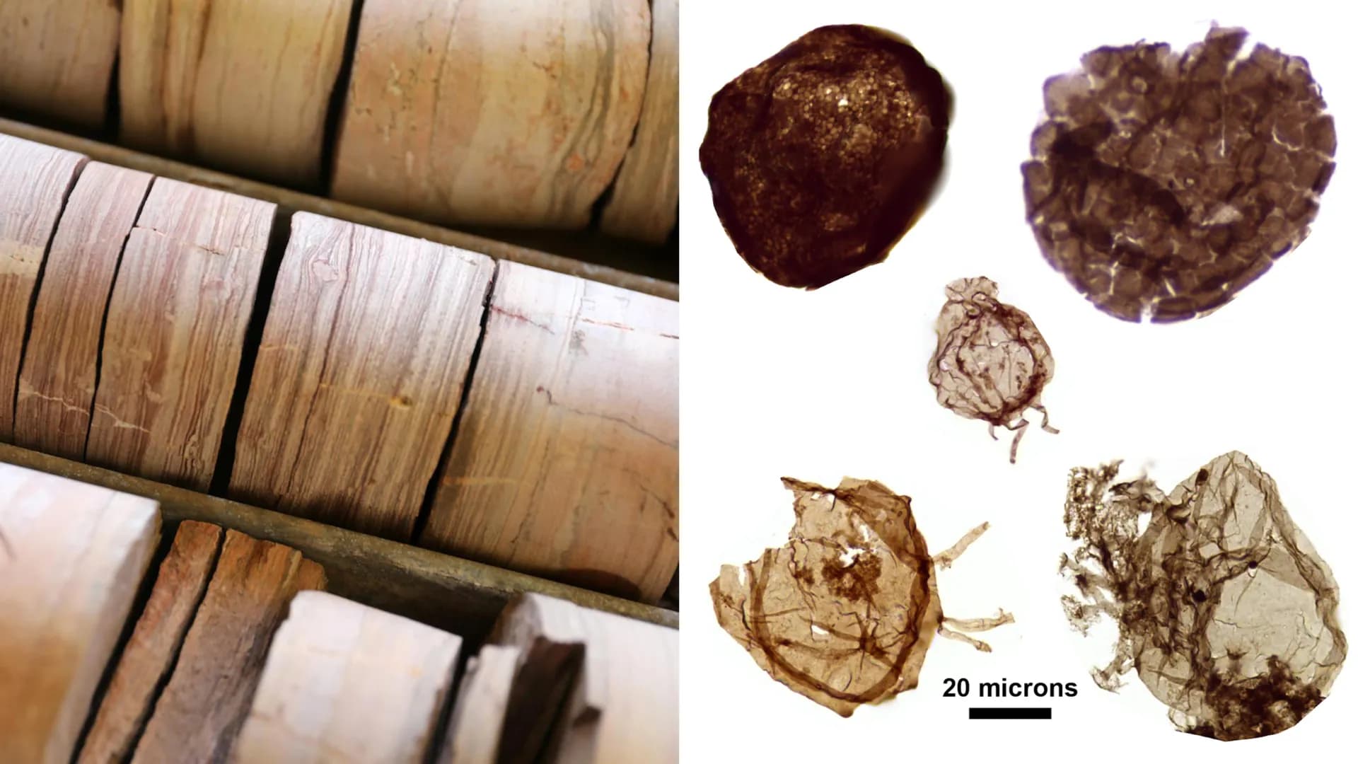 A twelve-thousand-fossil record links oxygen to the rise of complex life