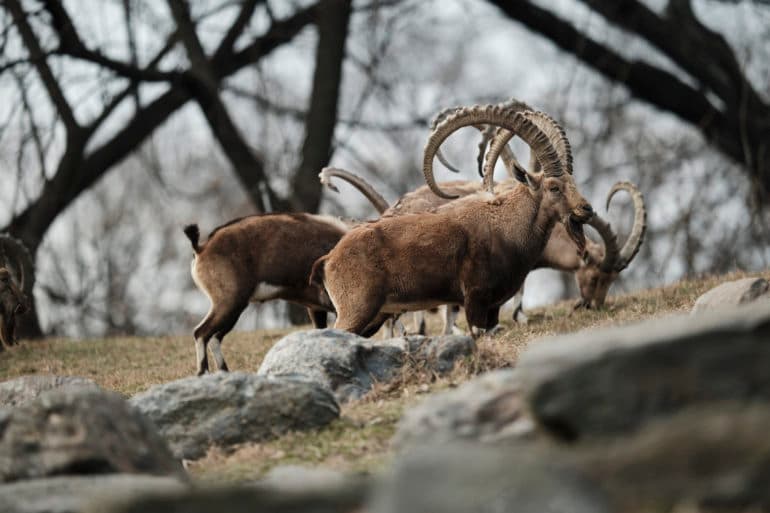 This Is the Lens Fujifilm Wildlife Shooters Have Asked for Since 2018