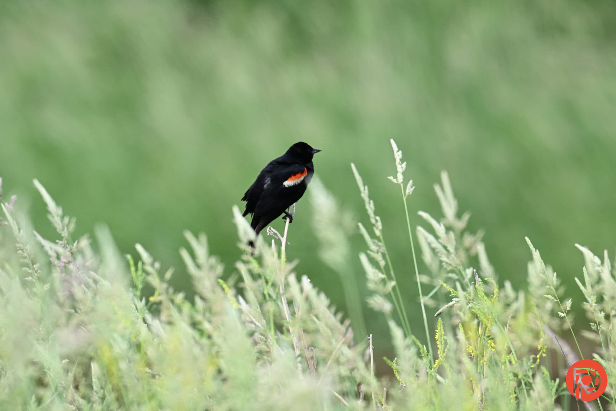 Bird Photography Tips: How to Get the Best Shots During Fall Migration