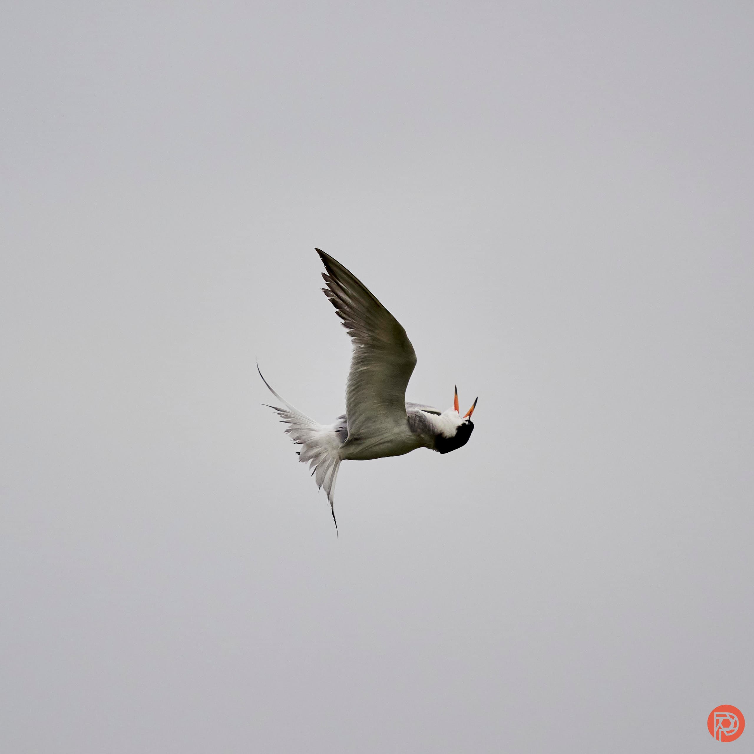 6 Things Every Bird Photographer Should Know This Fall